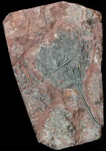 Moroccan Crinoid (Scyphocrinites) Plate #46477